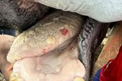 Blisters and lesions visible in an animal infected with Foot and Mouth Disease.