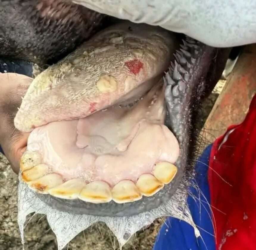 Blisters and lesions visible in an animal infected with Foot and Mouth Disease.