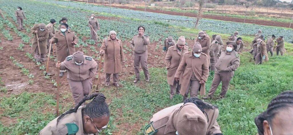 Female officials at Kgosi Mampuru II Atteridgeville Gender Responsive Centre participate in an agricultural field-cleaning initiative during Women’s Month 2026.
