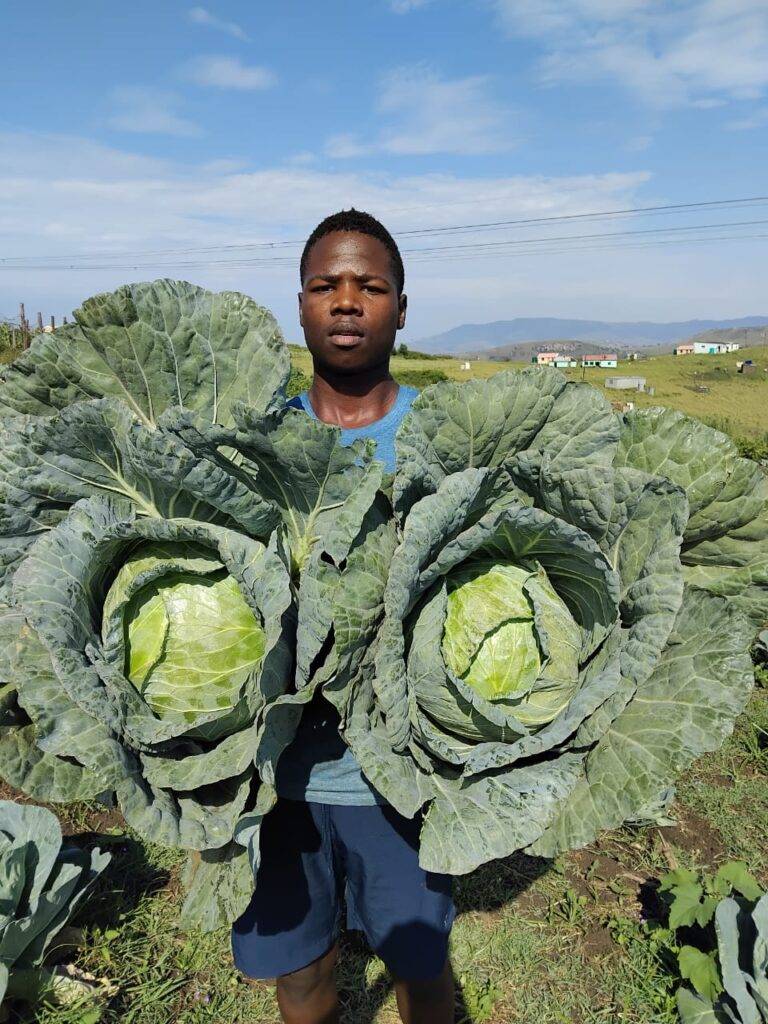 ULakhe Mangena emi entsimini yakhe phakathi kweekhaphetshu eMdudwa, eFlagstaff